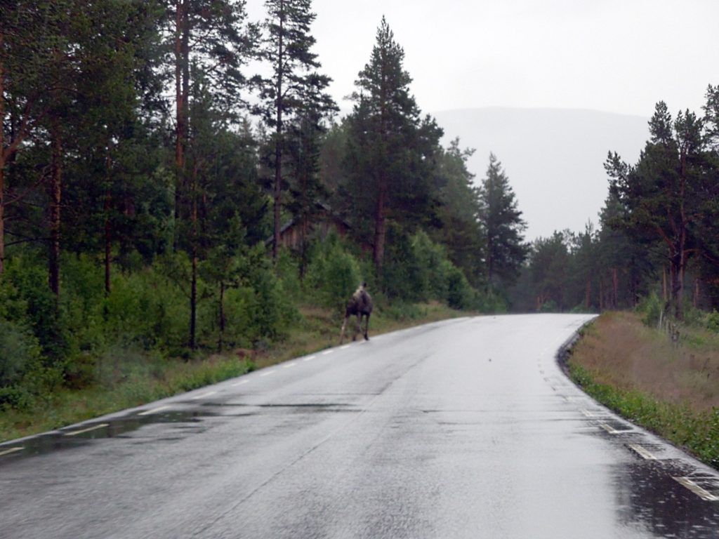 moose in the road